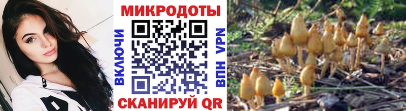 Галлюциногенные грибы Psilocybine cubensis  купить  цена  Монино 